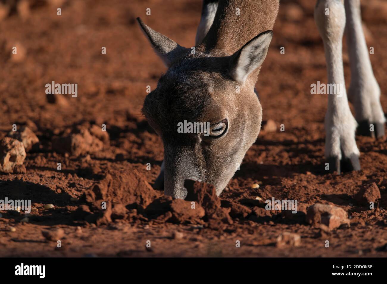 Museau de mouflon sauvage mignon paître dans la savane sèche par beau temps Banque D'Images