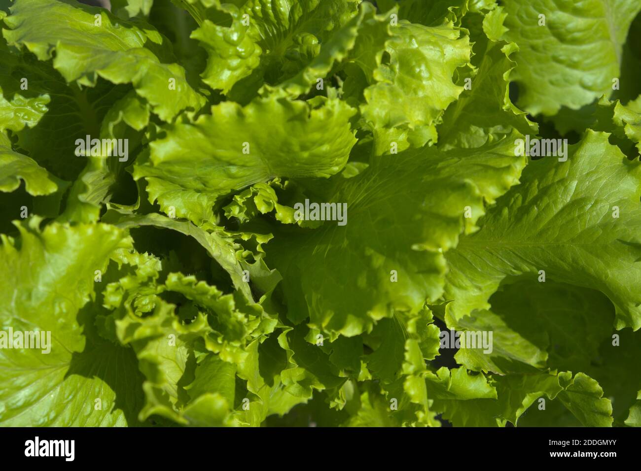 Gros plan sur les feuilles de laitue. Verts maison. Fond floral. Banque D'Images