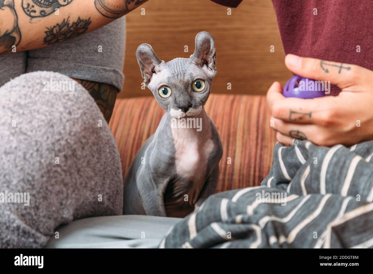 Chat Sans Poil Banque De Photographies Et D Images A Haute Resolution Alamy
