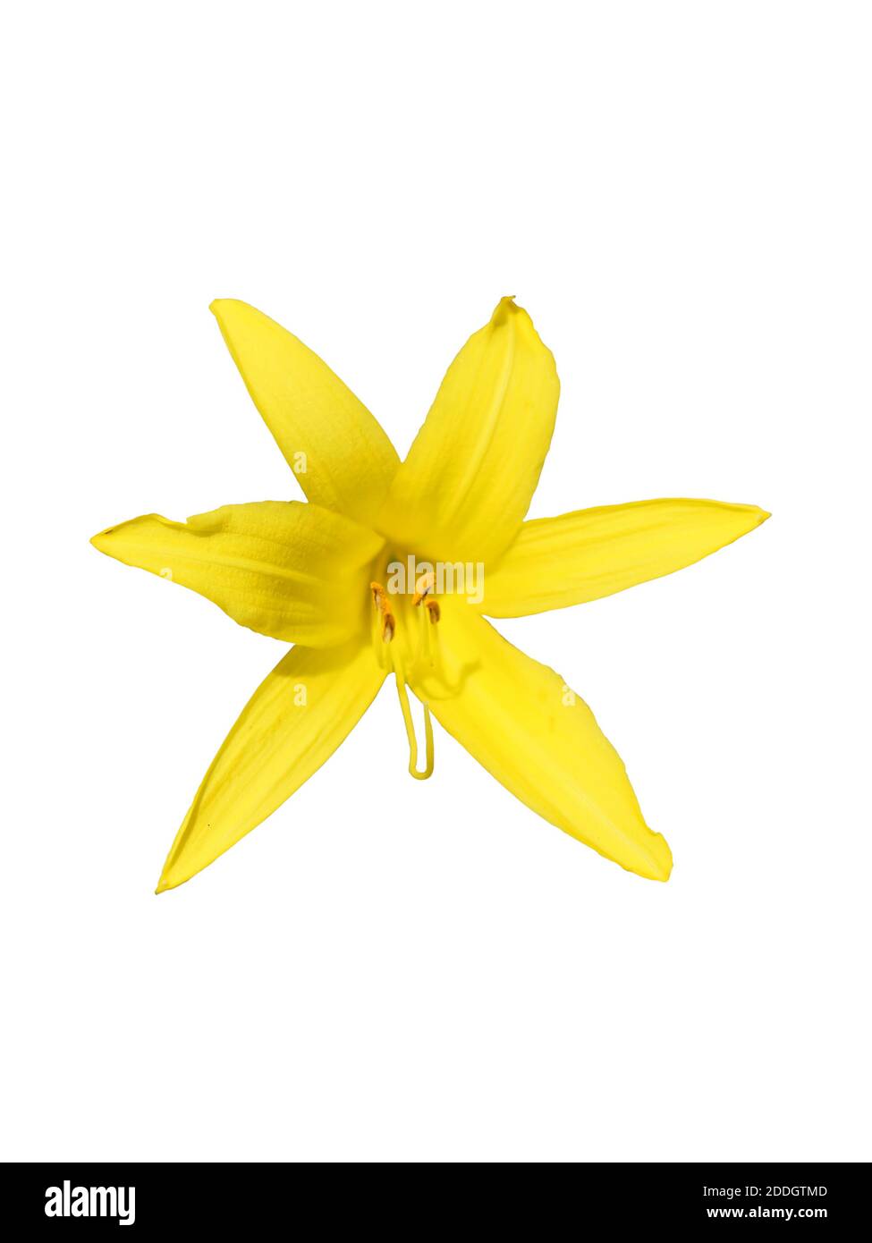 Fleur de lys jaune. Belle fleur aux pétales jaunes. Isolé sur un fond blanc. Banque D'Images