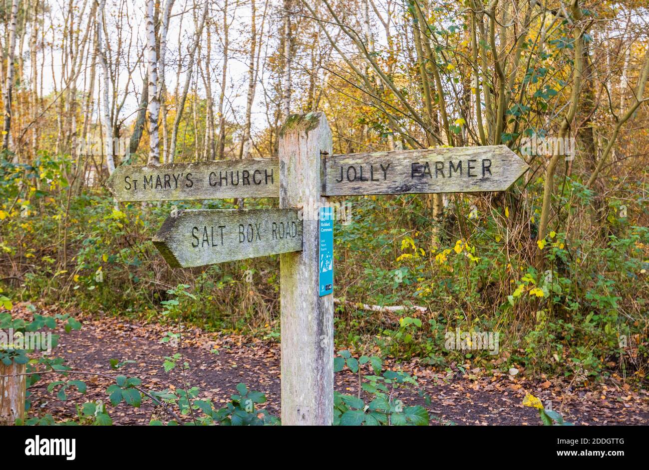 Un Fingerpost en bois sur un sentier public à travers la forêt de Whitmoor Common, une réserve naturelle de Worplesdon, un village près de Guildford, Surrey Banque D'Images