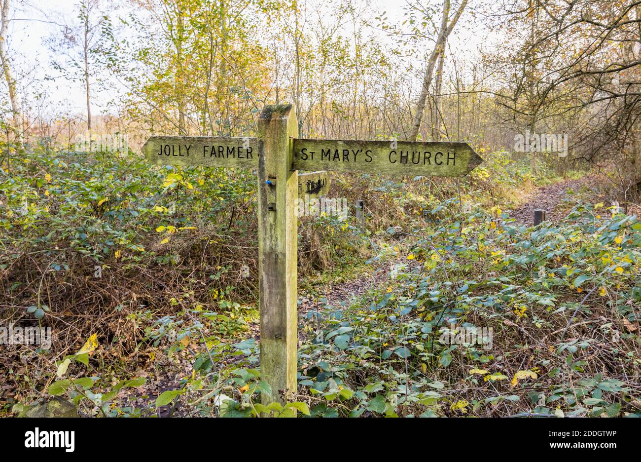 Un Fingerpost en bois sur un sentier public à travers la forêt de Whitmoor Common, une réserve naturelle de Worplesdon, un village près de Guildford, Surrey Banque D'Images