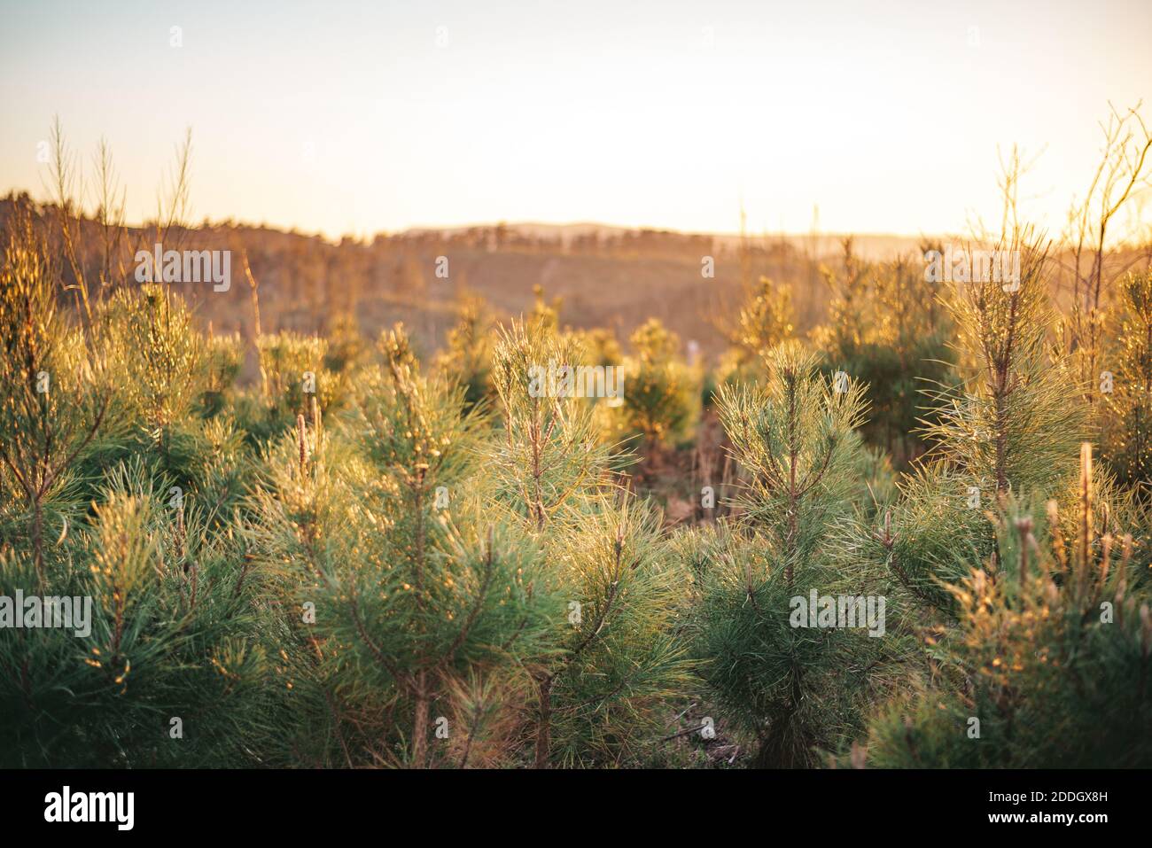 Jeune plantation de pins au coucher du soleil en Galice, Espagne Banque D'Images