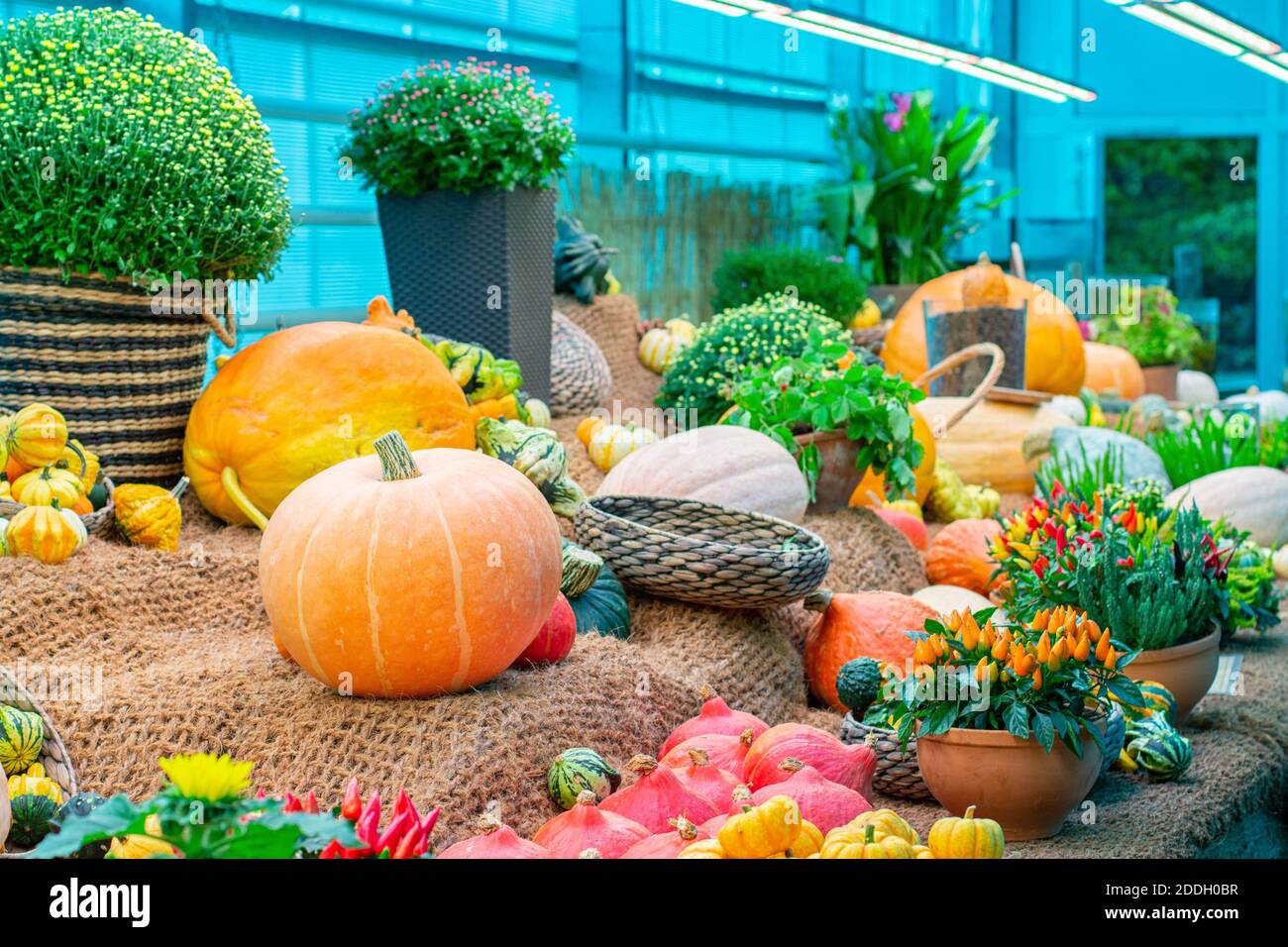 Festival de récolte de légumes, grande citrouille d'orange rayée, piments en pot, fleurs de bruyère. L'automne encore, toile de fond Banque D'Images