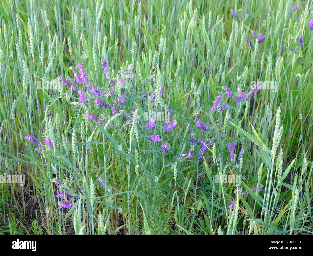 La vesce de printemps pousse parmi les oreilles de blé. Fleurs sauvages violettes. Sidérat de Vika. Banque D'Images