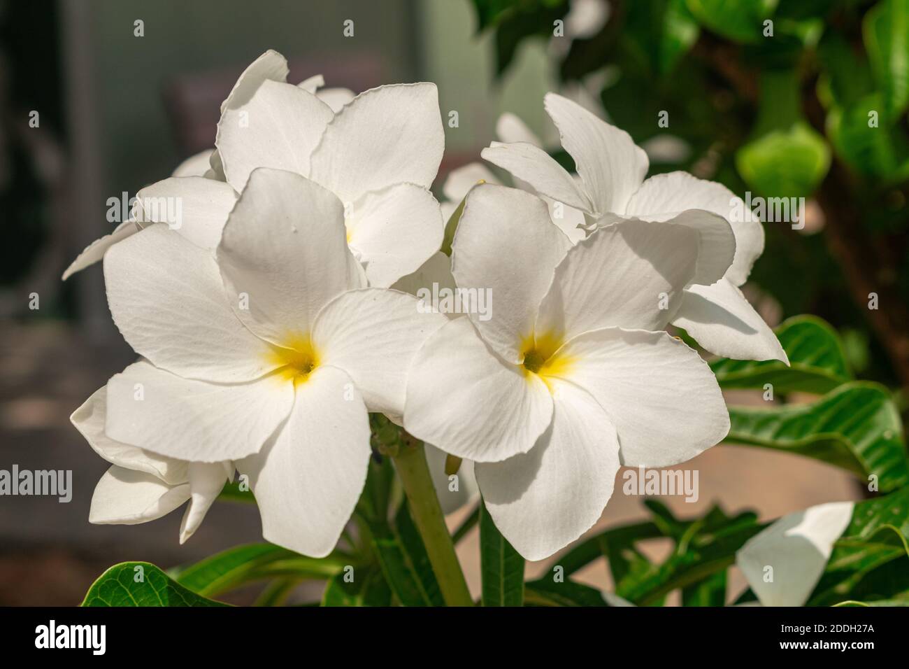 Plumeria pudica fleurs blanches fleuries, avec fond de feuilles vertes Banque D'Images