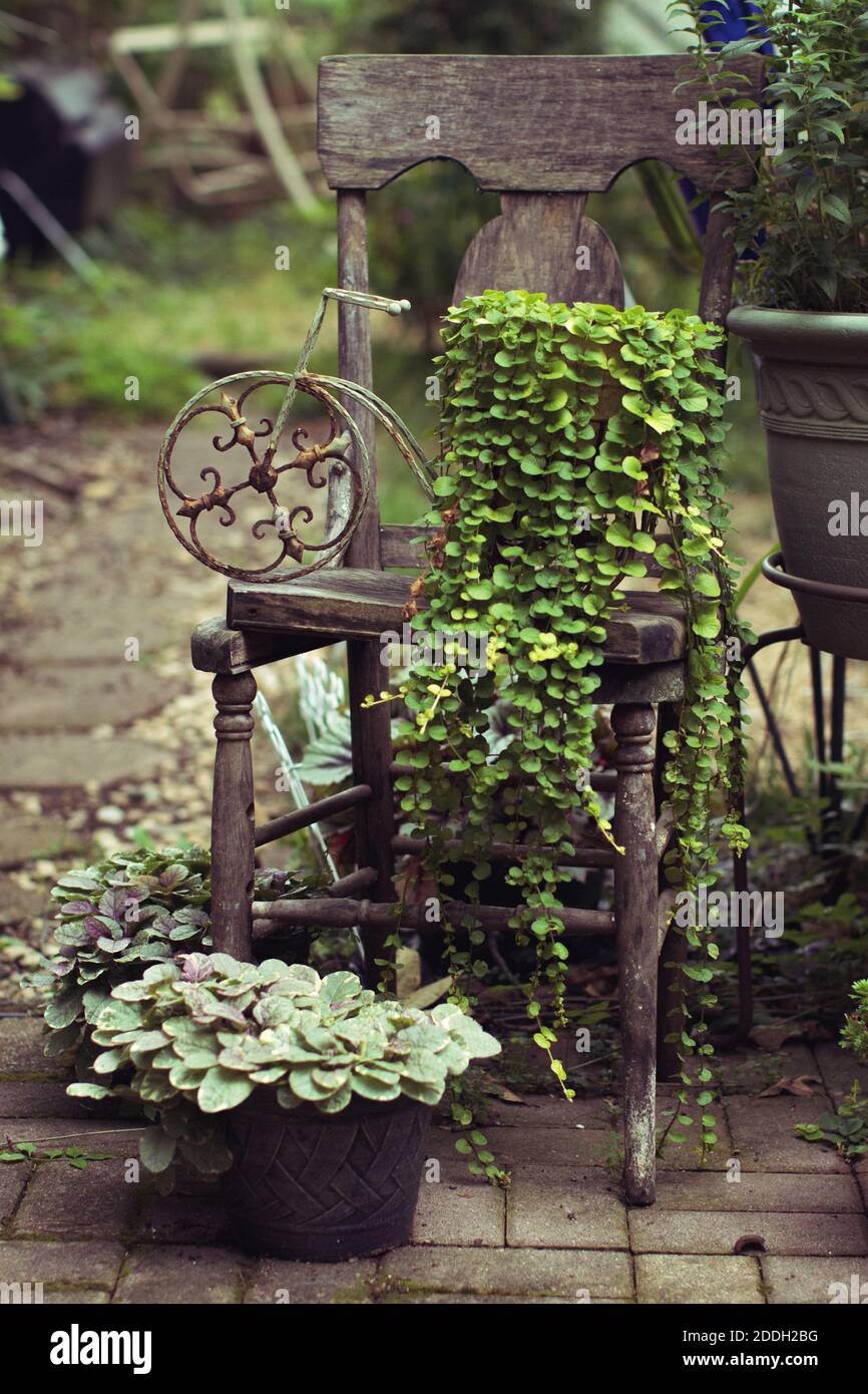 Un cliché vertical de fleurs sur une ancienne chaise le jardin Banque D'Images