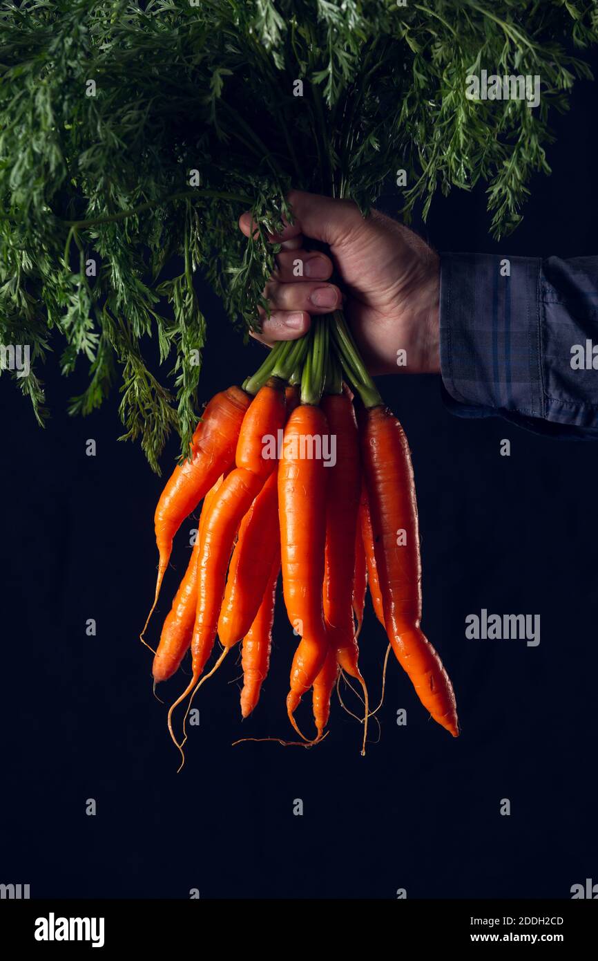 bouquet de carottes fraîches propres détenues par la main d'un fermier. Photographie en studio avec fond noir Banque D'Images