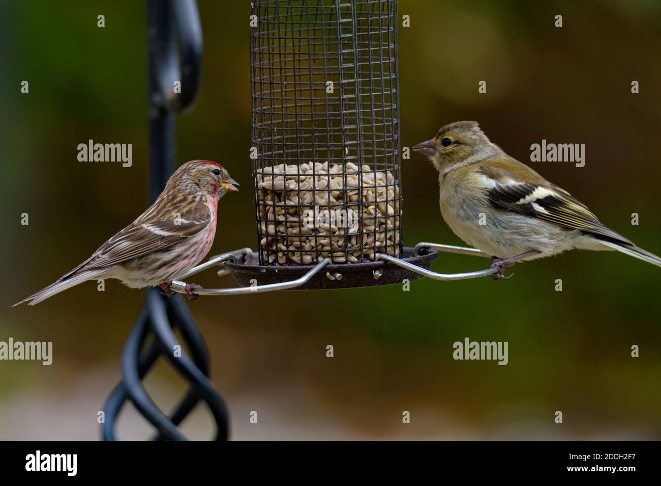 Jeune Redpoll et jeune Siskin sur un mangeoire à oiseaux Banque D'Images