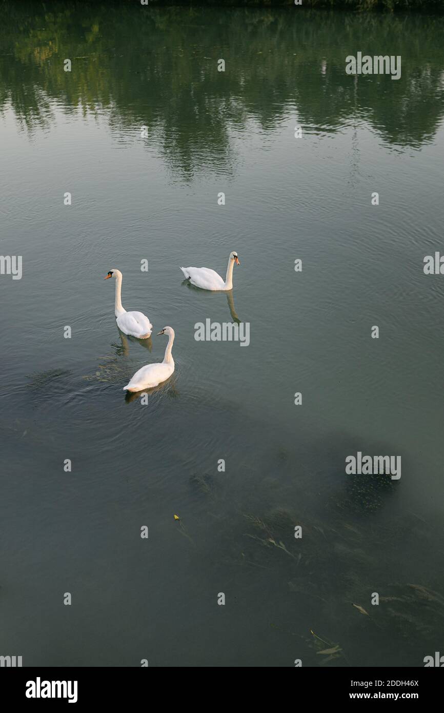 Cygnes blancs nageant dans une rivière, avec de l'eau verte et des algues sous l'eau Banque D'Images