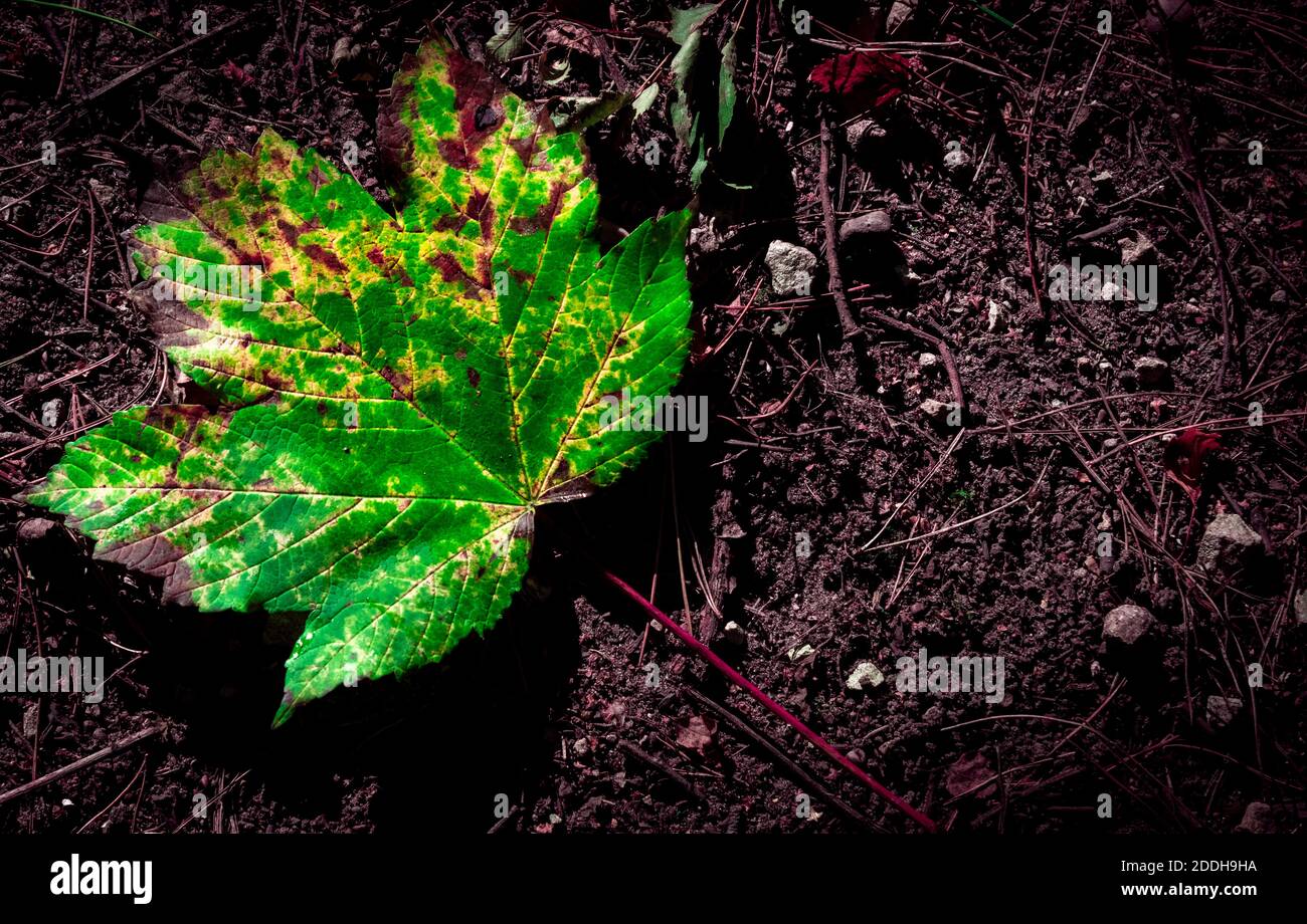 Feuille verte d'automne posée sur le sol Banque D'Images