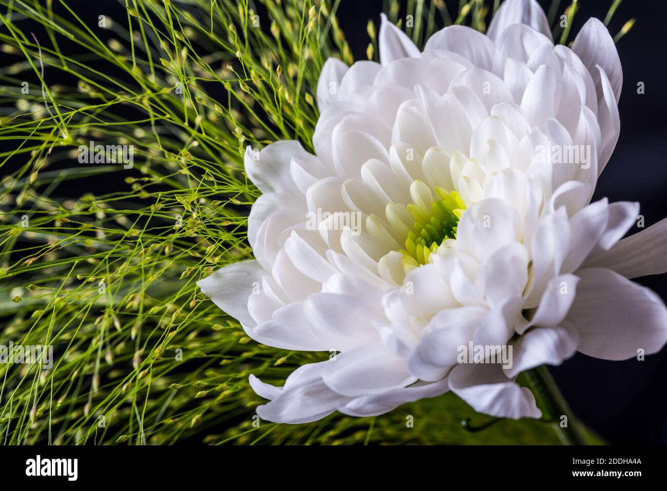 Belle fleur blanche de chrysanthème Banque D'Images