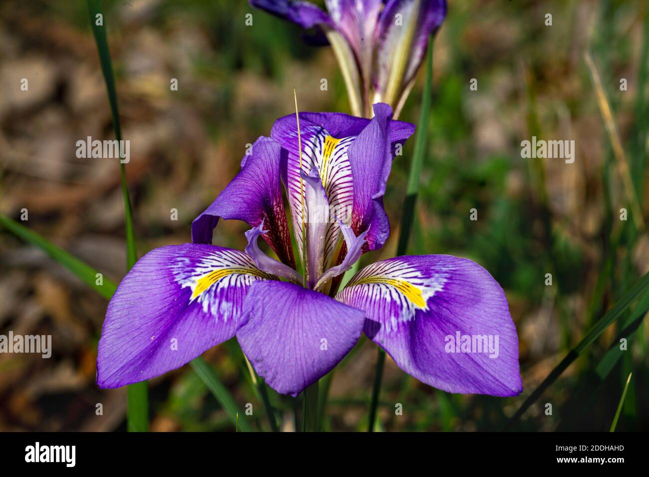 Fleur d'iris photographiée en gros plan. Fleur pourpre avec coeur jaune. Banque D'Images