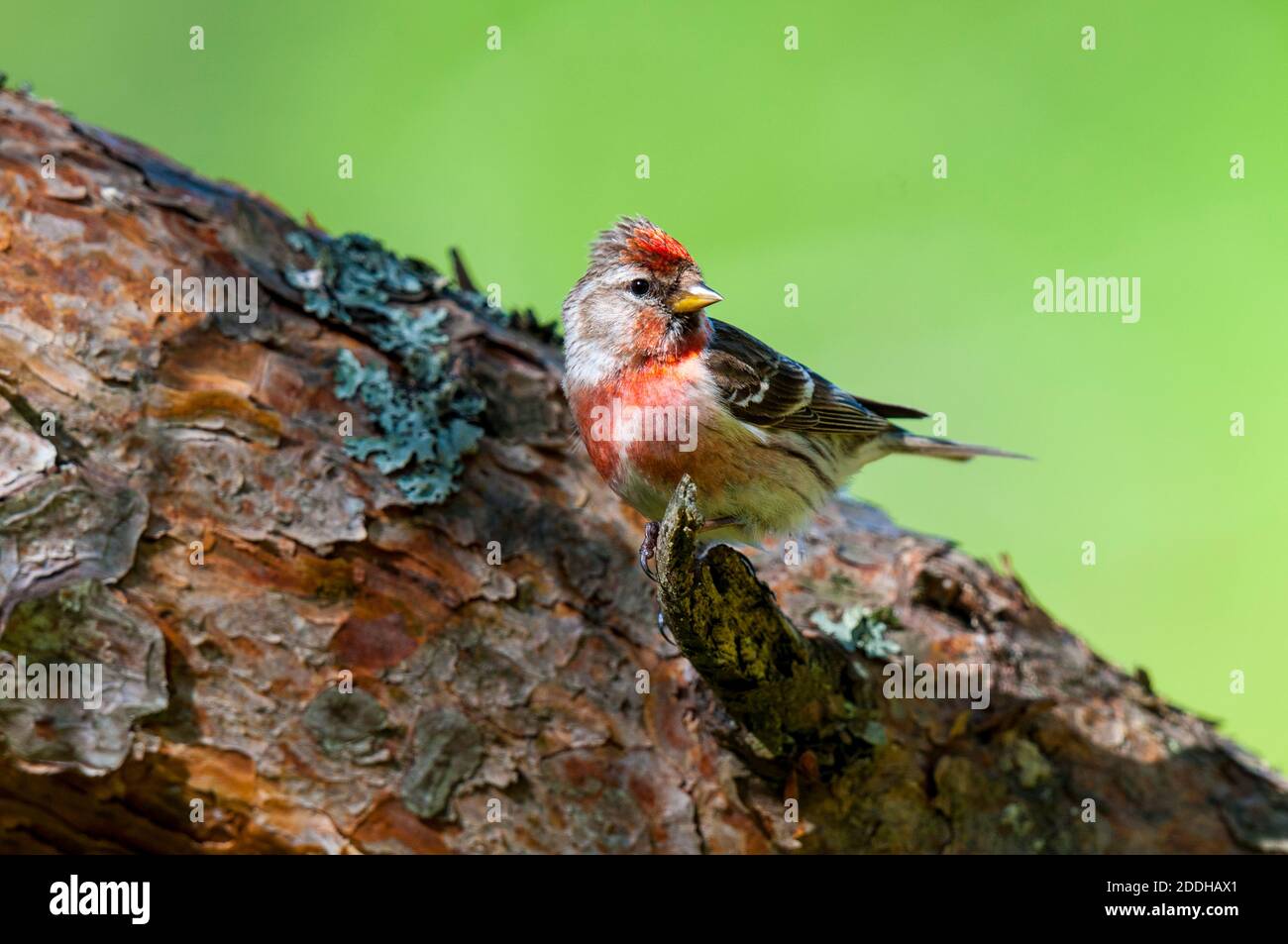 Un homme adulte moins grand sondage rouge (Carduelis cabaret) perchée sur une branche dépassant d'une branche de pin à Shieldaig près de Gairloch, au nord-ouest de Scotl Banque D'Images
