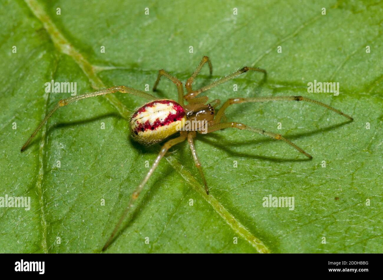 Une araignée immature à rayures de bonbons (Enoplognatha ovata) sur une feuille dans un jardin à Sowerby, Thirsk, North Yorkshire. Juillet. Banque D'Images