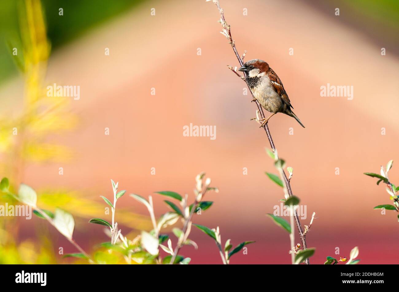 Une maison d'hommes pour adultes (Passer domesticus) perchée sur un arbuste dans un jardin à Sowerby, Thirsk, North Yorkshire. Juillet. Banque D'Images