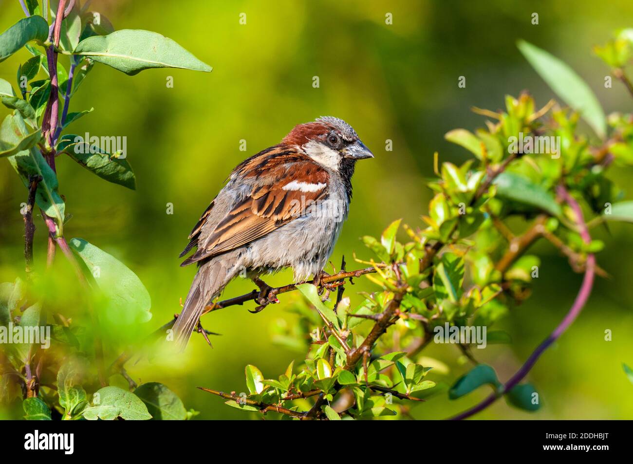 Une maison d'hommes pour adultes (Passer domesticus) perchée sur un arbuste dans un jardin à Sowerby, Thirsk, North Yorkshire. Juillet. Banque D'Images