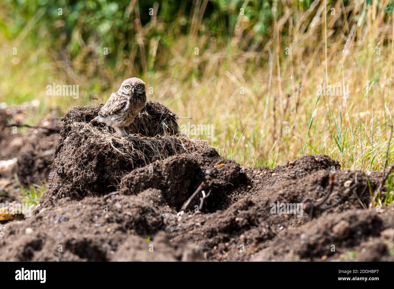 Un petit hibou naissant (Athene noctua) perché sur une muelle de boue séchée sur les terres agricoles de l'île de Shepey dans le Kent. Juillet. Banque D'Images