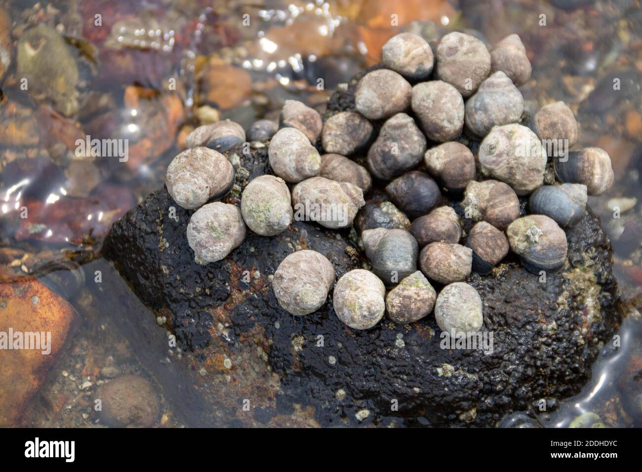 periwinkles communes attachées à un rocher sur le bord de mer Banque D'Images