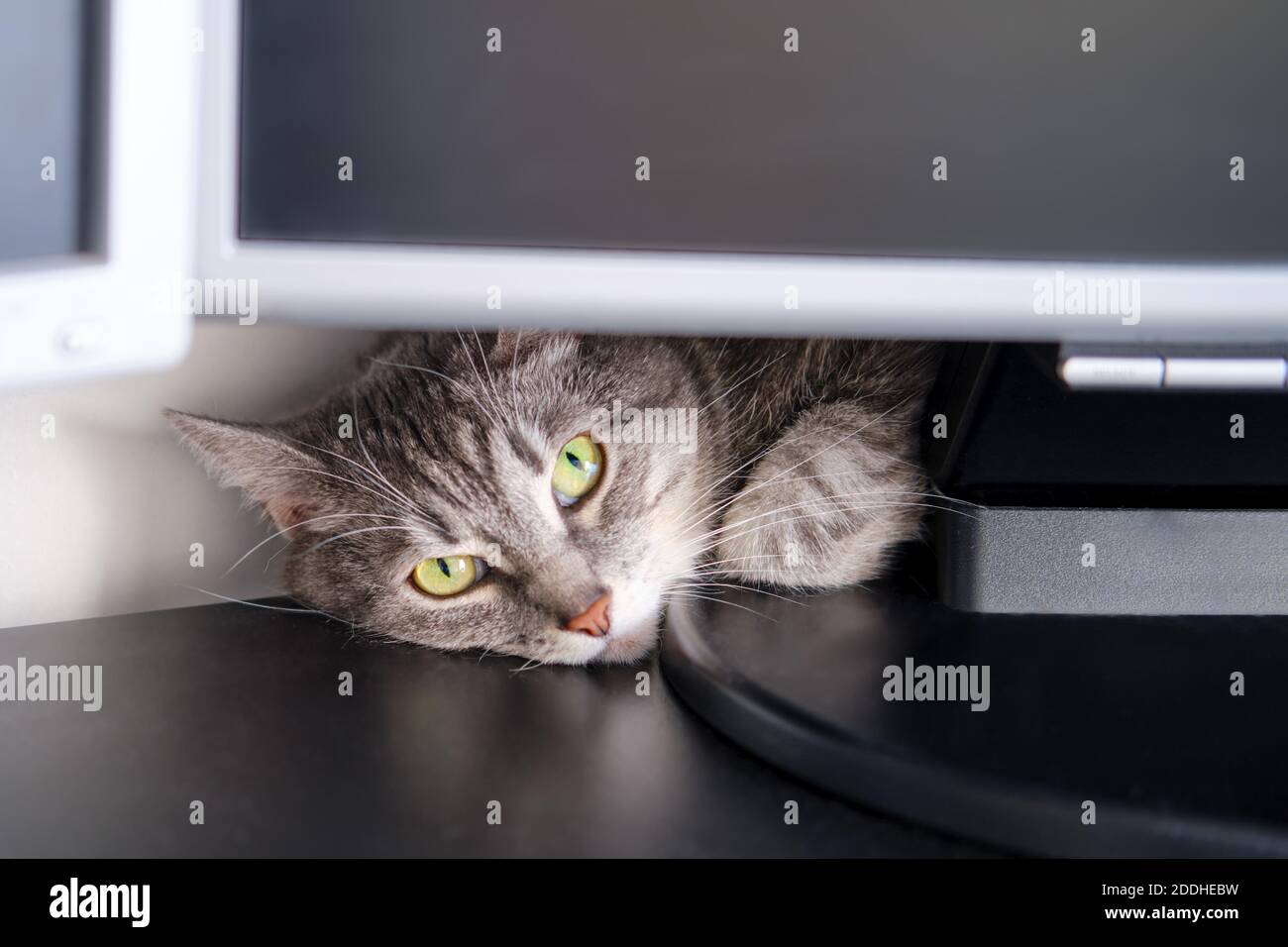Le Chat Gris Se Trouve Pres Du Moniteur Et De L Ordinateur Sur La Table Du Bureau Quarantaine Et Confinement En Raison De L Epidemie Du Coronavirus Photo Stock Alamy
