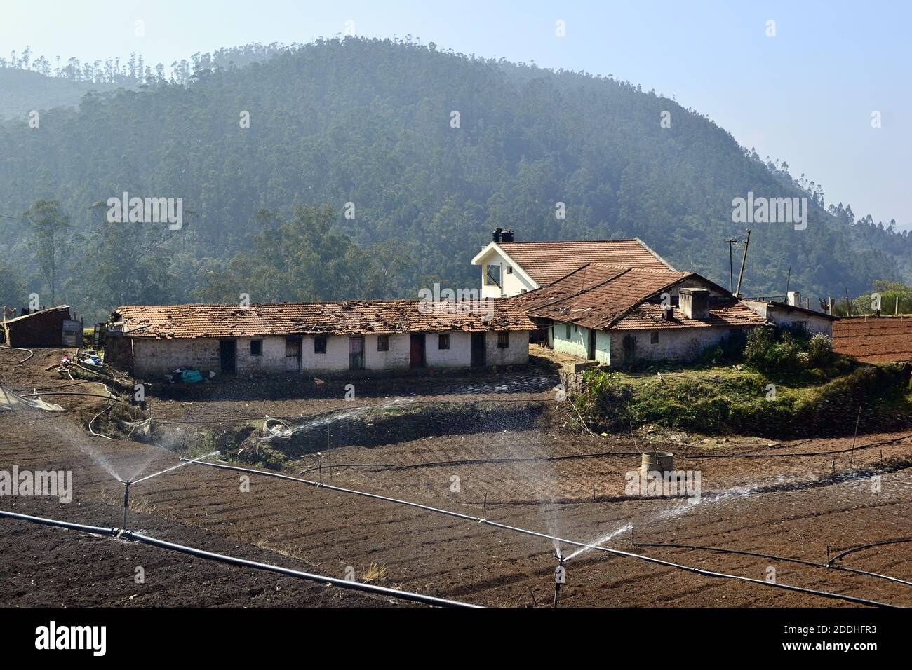 Paysage rural avec champs d'agriculture, arroseurs d'eau et bâtiments avec un toit de bardeaux orange. Ferme agricole indienne. Ooty, Inde Banque D'Images