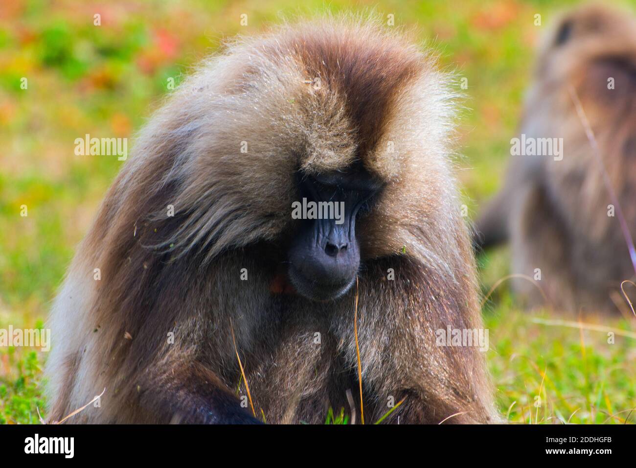 Portrait du singe babouin, montagnes Simien, Éthiopie Banque D'Images
