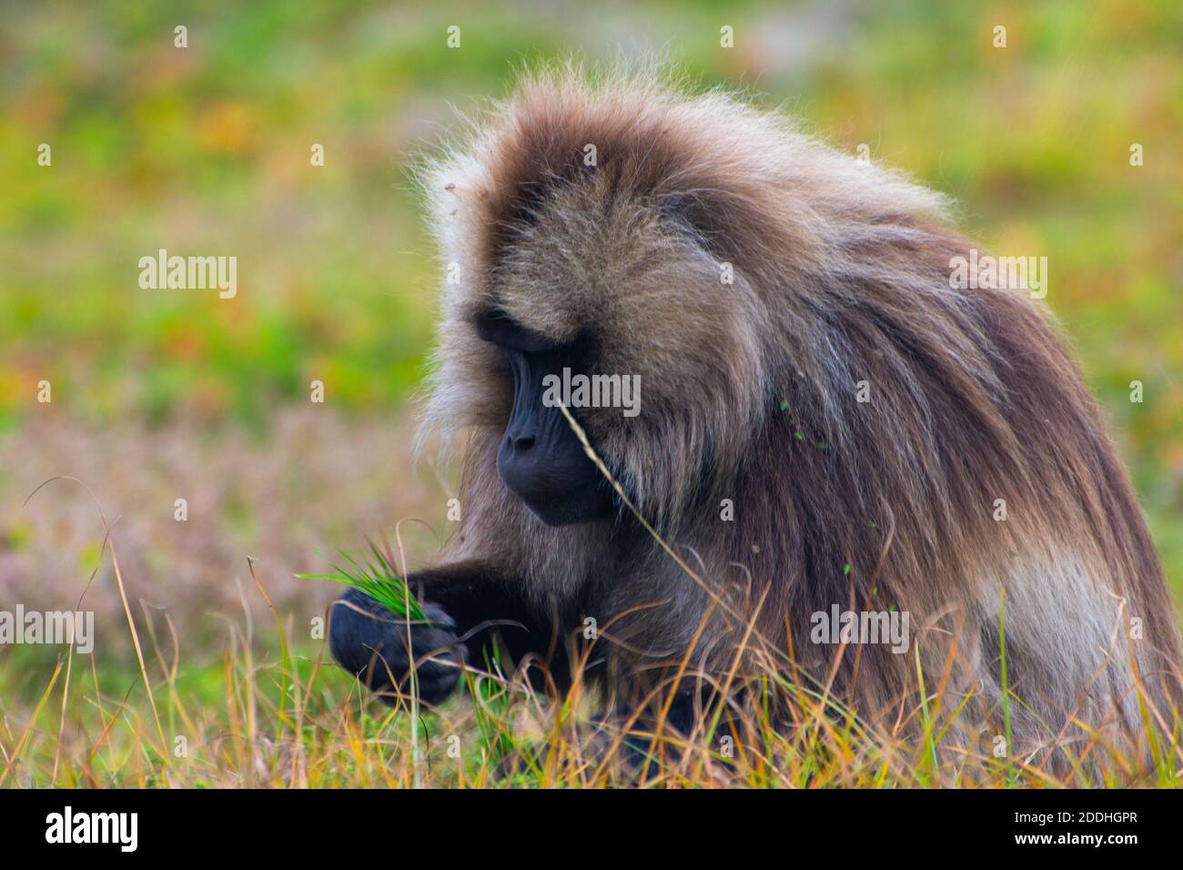 Portrait du singe babouin, montagnes Simien, Éthiopie Banque D'Images