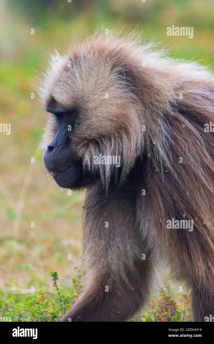 Portrait de mangeant de singes babouins, montagnes Simien, Éthiopie Banque D'Images