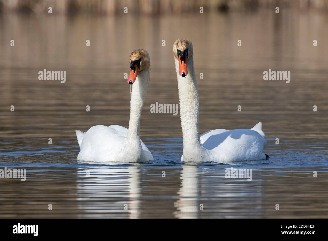 Mute Cygne (Cygnus olor) couple qui s'affiche sur le lac au printemps Banque D'Images