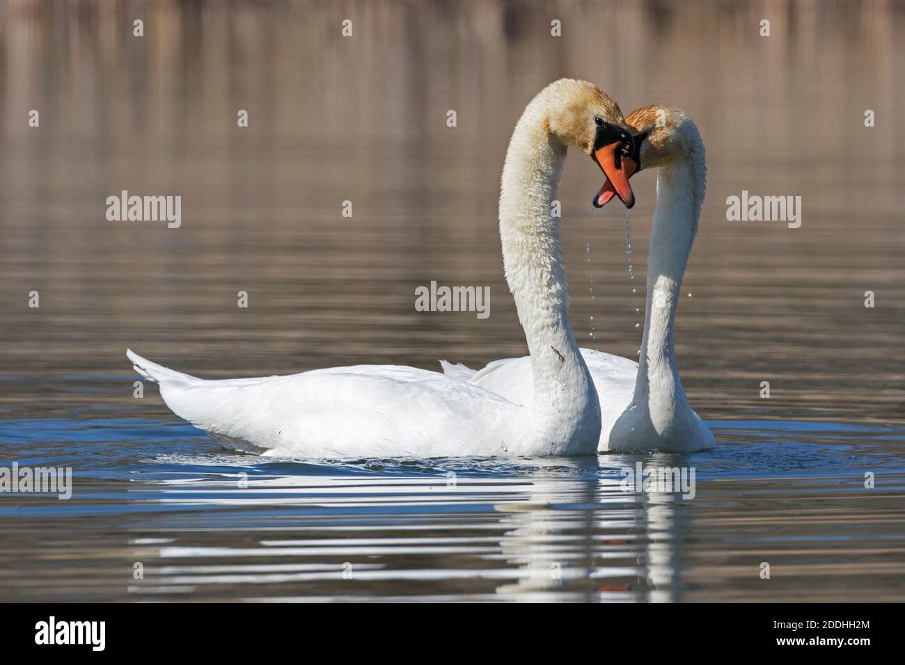 Mute Cygne (Cygnus olor) couple qui s'affiche sur le lac au printemps Banque D'Images