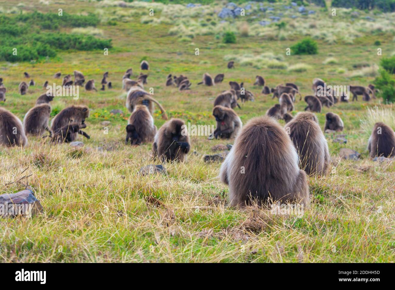 Singes babouins sauvages, montagnes Simien, Éthiopie Banque D'Images