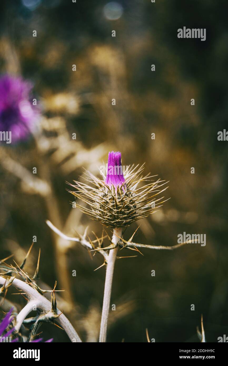 Gros plan d'un bourgeon à tige de galactites tomentosa se bloquant la nature Banque D'Images