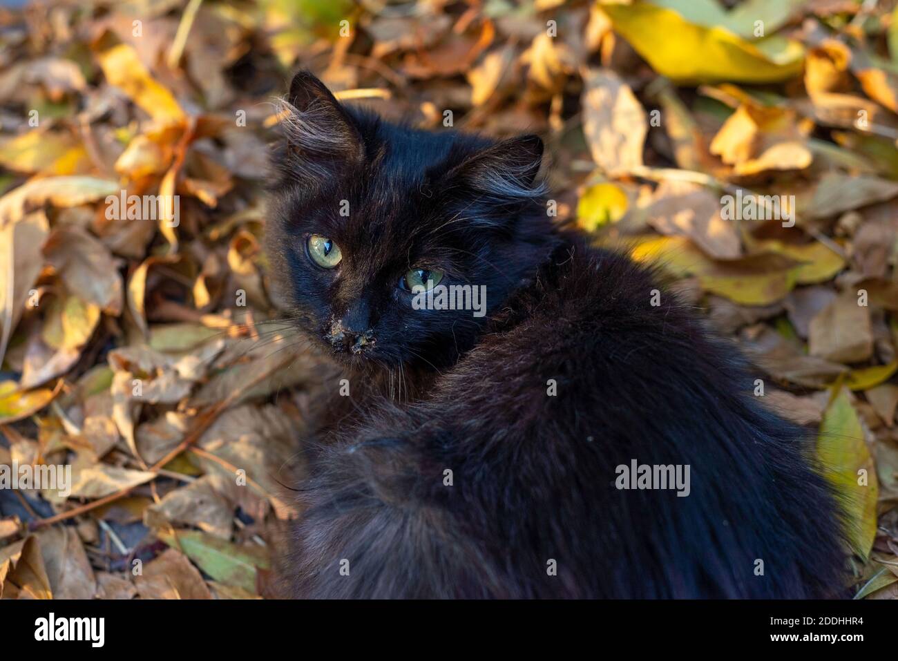 petit chaton noir de rue malade avec la rhinite, assis sur les feuilles jaunes d'automne. Rhinite chez les chats, maladies virales et allergiques chez les animaux à l'automne Banque D'Images