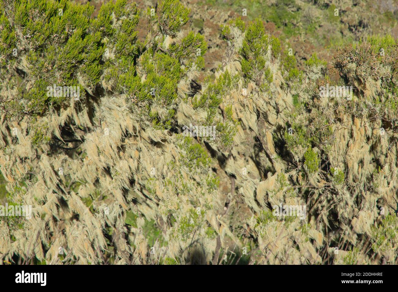 Lichen poussant sur les buissons, parc national des montagnes Simien, Éthiopie Banque D'Images
