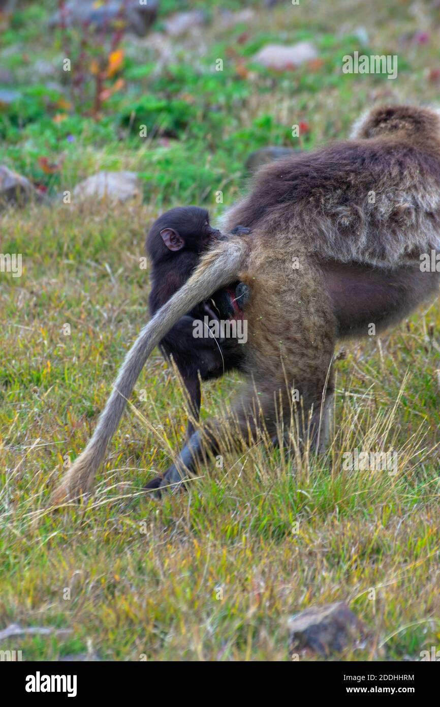 Singes babouins sauvages, montagnes Simien, Éthiopie Banque D'Images
