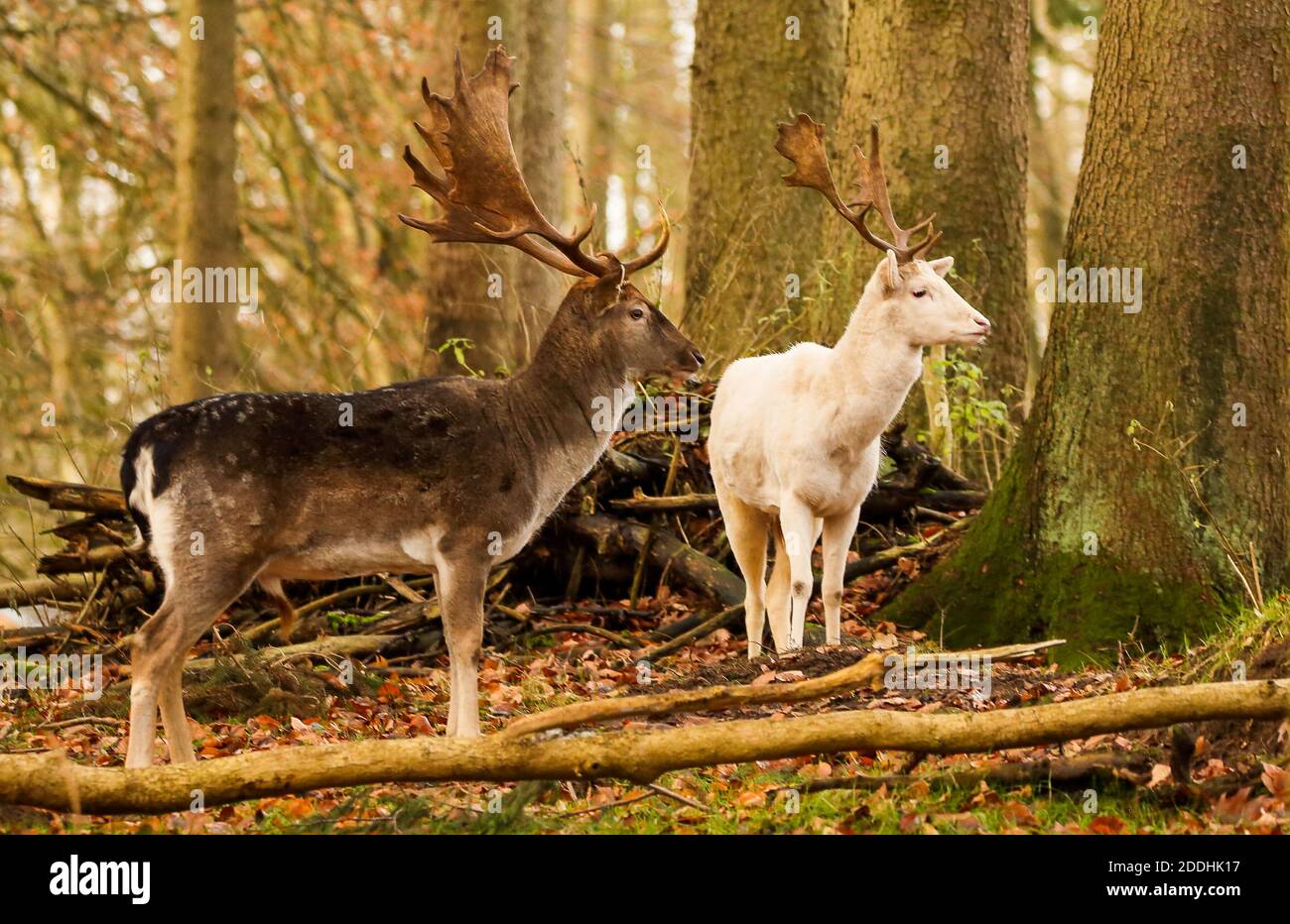 Dans les cercles de chasse il y a une légende que c'est la malchance de tuer un cerf blanc. Les dépôts blancs sont très rares. Banque D'Images