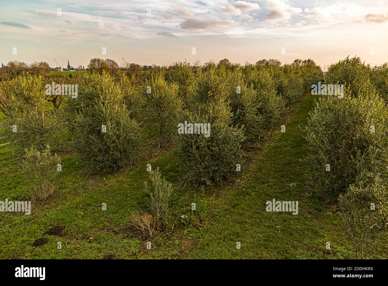 Production d'huile d'olive la plus au nord à Pulheim, en Allemagne Banque D'Images