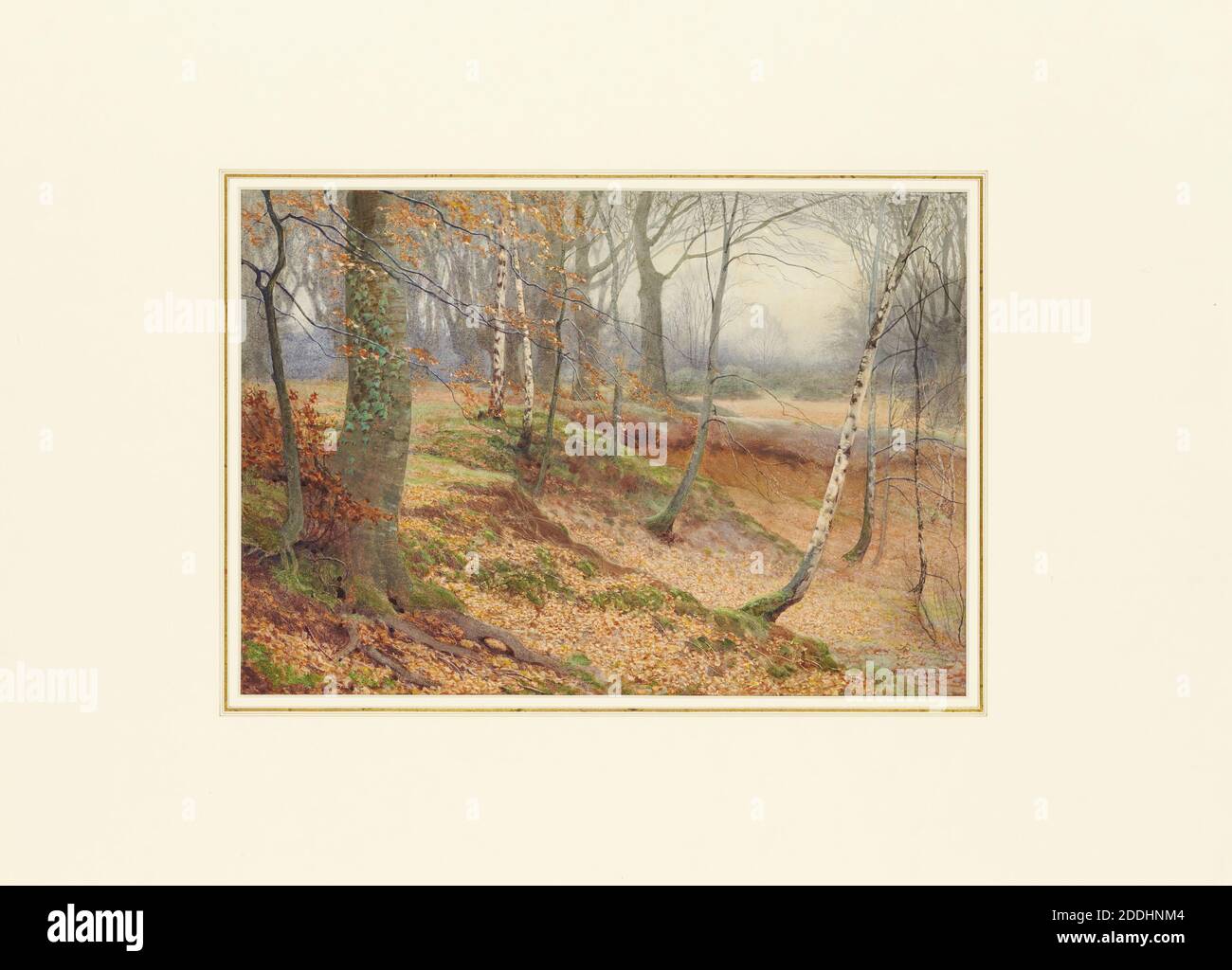 Bouleau argenté et Bois de hêtre en automne, James T. Watts (d. 1930), arbre, Paysage, Aquarelle, saison, automne, campagne, Forêt Banque D'Images