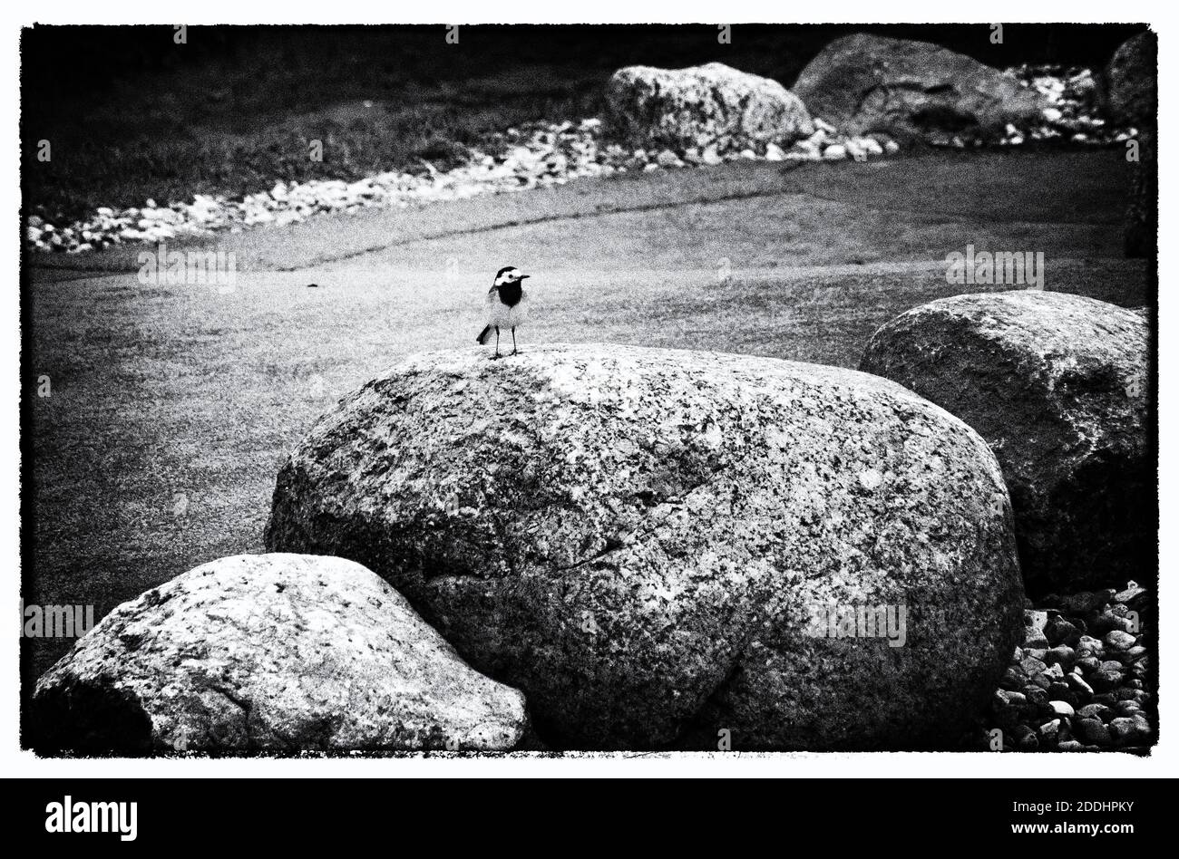 Photographie en noir et blanc, un peu dure dans sa forme, avec un petit oiseau contrastant sur un rocher géant. Banque D'Images