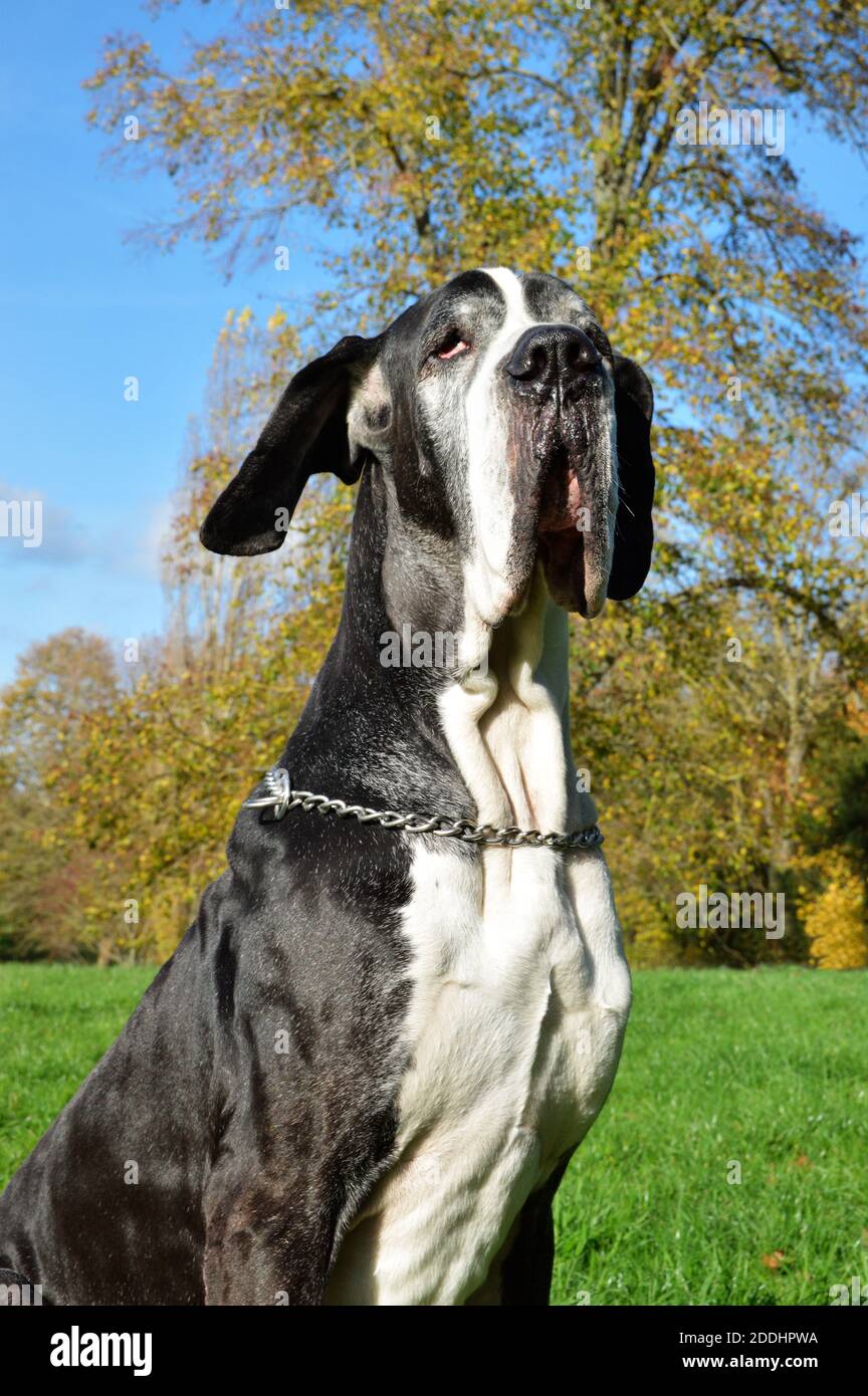 Chien senior de la race Great Dane. C'est une race de chien géant et de type mastiff. Banque D'Images