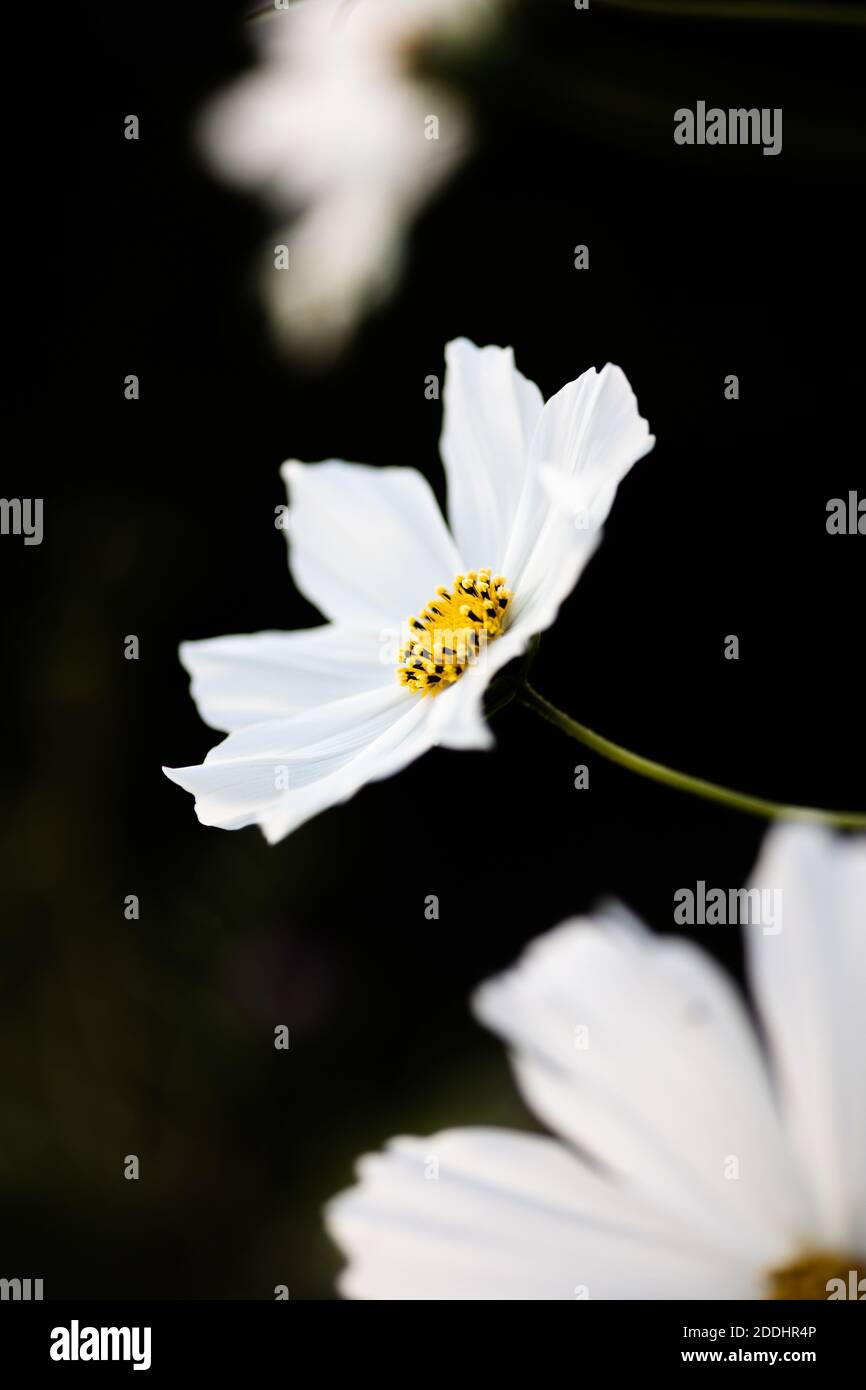 Une fleur blanche avec un fond vert profond et un centre jaune donne une image riche. Banque D'Images