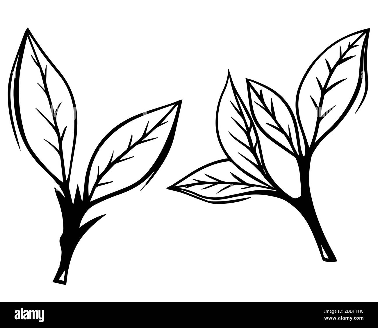 Illustration vectorielle de l'ensemble d'esquisses dessinées à la main, feuille de thé verte. Branche florale bio art. feuille noire sur fond blanc Banque D'Images