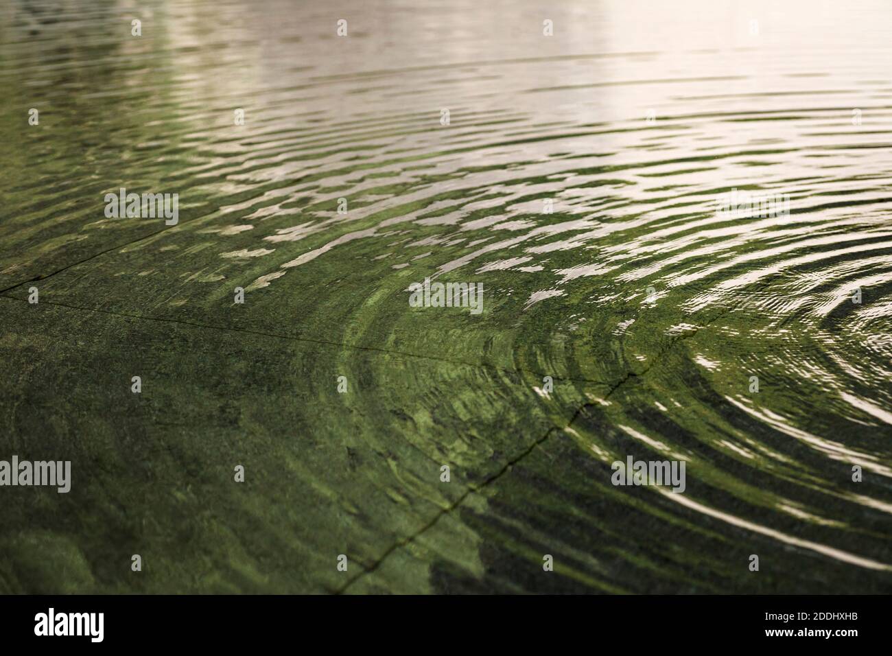 Vue de près horizontale des ondulations circulaires sur la surface tranquille de l'étang de D.T. Suzuki Museum Water Mirror Garden, Kanazawa, Japon Banque D'Images