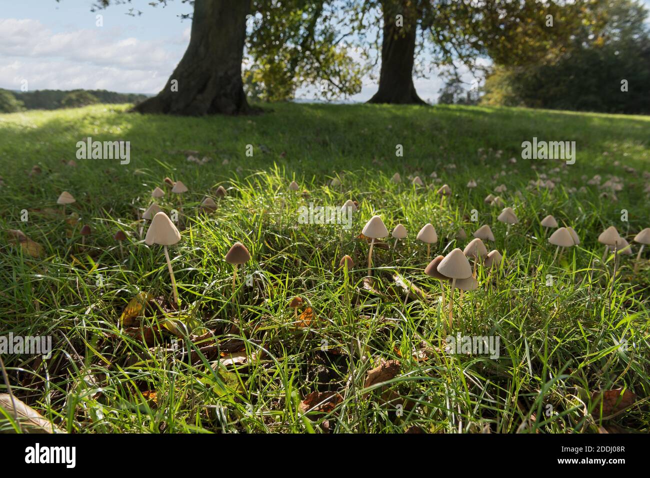 Chapeau de dunce blanc laiteux Conocybe lactea patch de champignons champignon dans l'herbe de prairie grasée par des moutons sous le châtaignier de cheval en début de matinée Banque D'Images