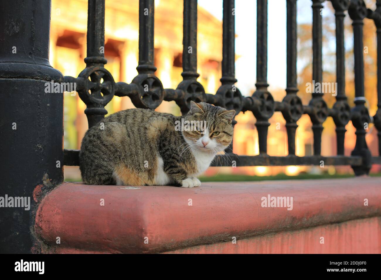 un chat de tabby doux est assis seul avec un regard pensif sur la clôture et les gardes, gros plan de l'animal sur un piédestal rouge avec une clôture en fer noir forgé. Banque D'Images