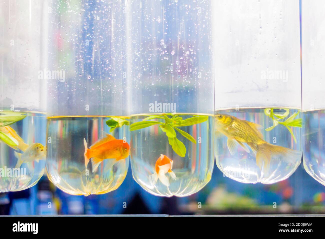 Poissons d'aquarium colorés vendus sur un marché local à Makassar, Indonésie Banque D'Images