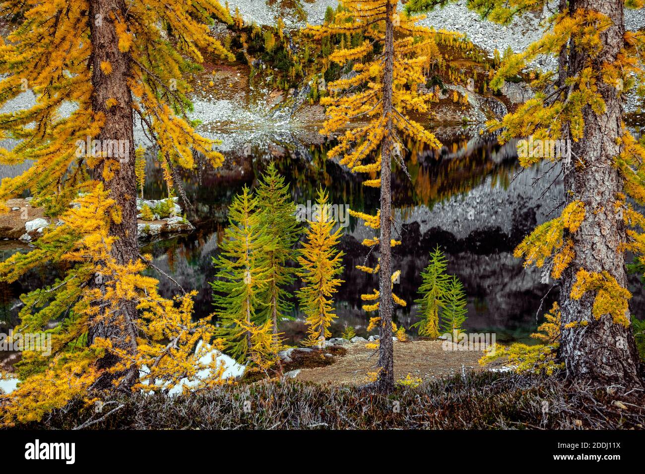 WA17756-00..... WASHINGTON - les grands arbres sont de couleur automnale à Lower Ice Lake, Glacier Peak Wilderness, Okanogan Wenatchee National Forest. Banque D'Images