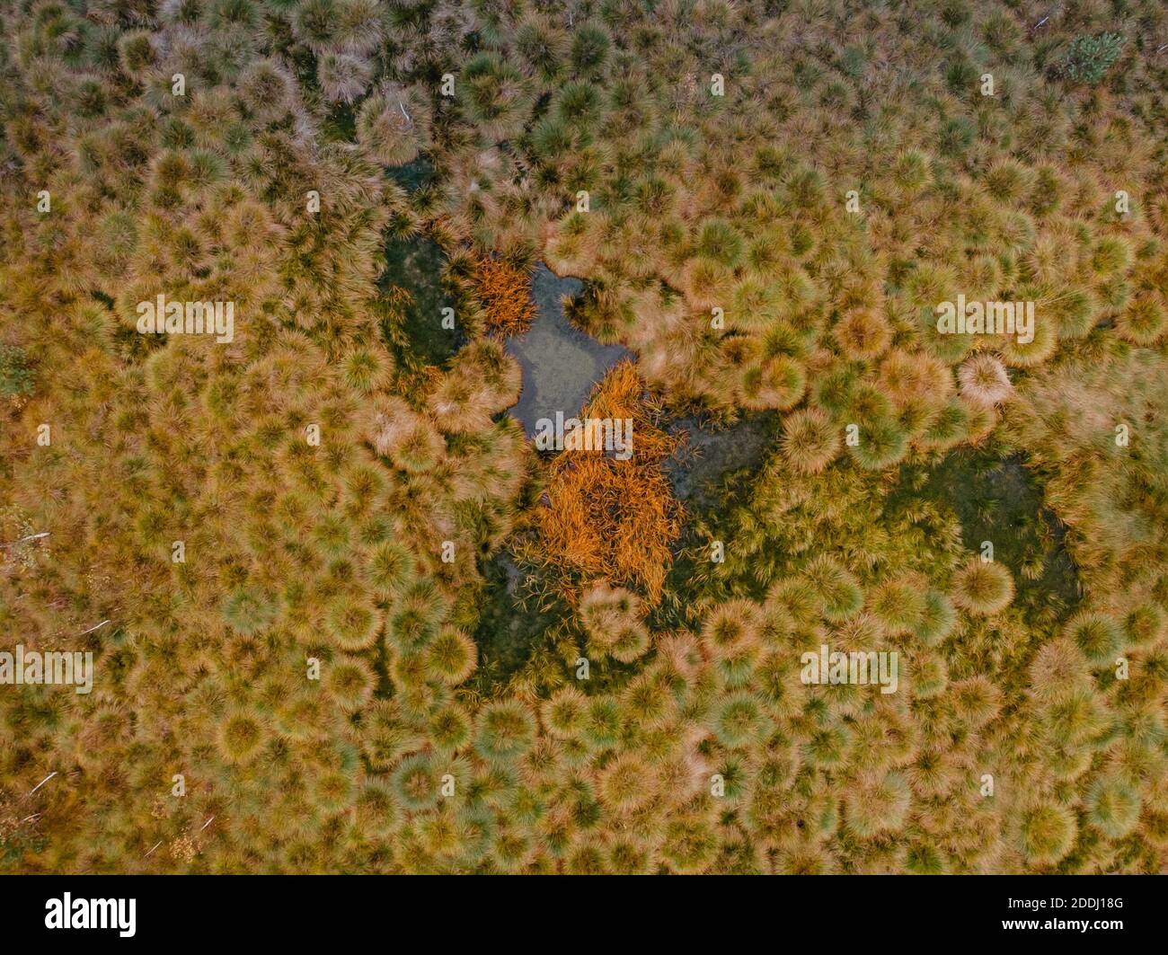 Vue aérienne de tourbière avec lac, mousse d'orange verte dans le parc national de Sumava, République Tchèque.paysage aérien coloré.vue du dessus tir de drone Banque D'Images