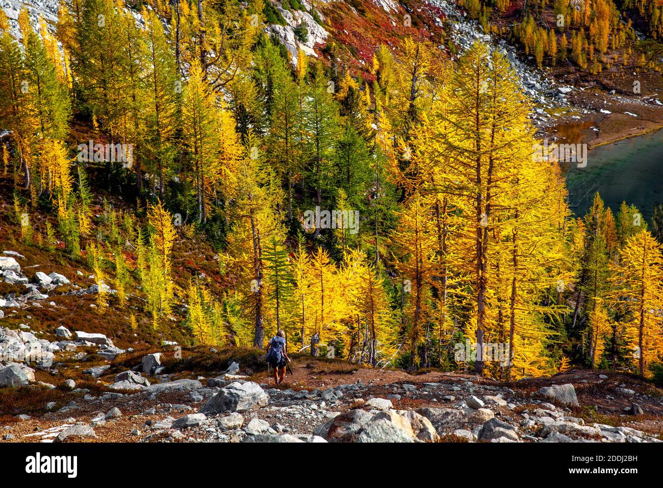 WA17775-00..... WASHINGTON - une femme randonnée à Upper Ice Lake avec des mélèzes en couleur d'automne, Glacier Peak Wilderness, Okanogan Wenatchee National Fores Banque D'Images