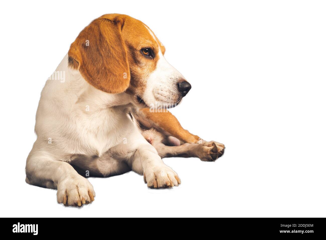 Corps entier de chien beagle isolé sur fond blanc. Le chien mâle est allongé sur la gauche. Banque D'Images
